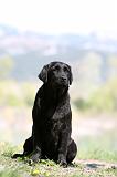 LABRADOR 1013